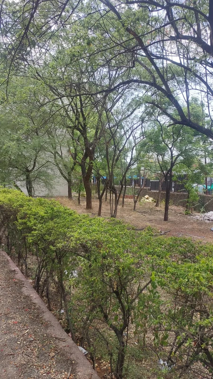 Tree-filled green area beside the campus
